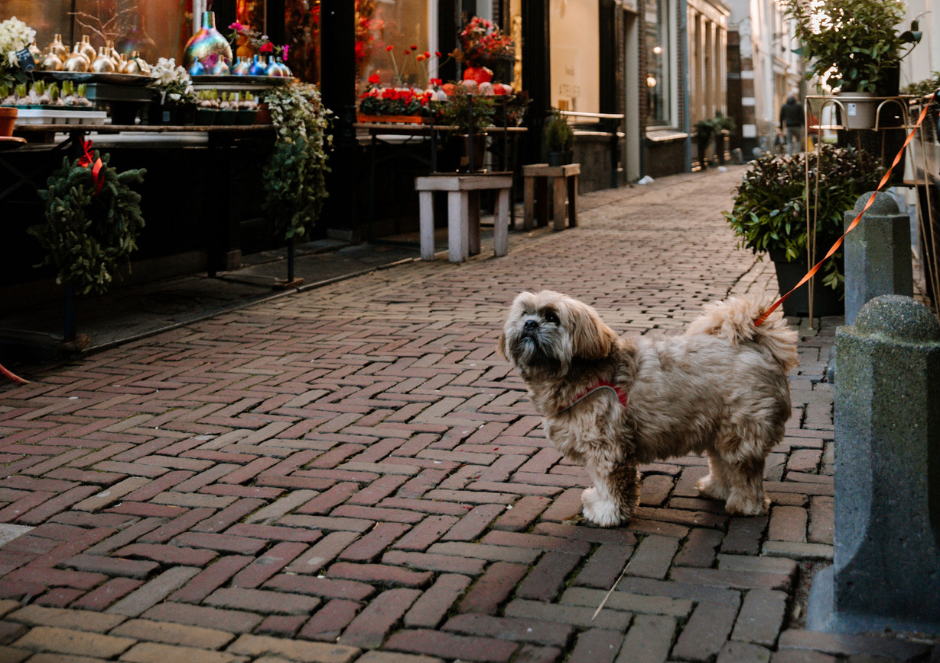 Hond in de winkelstraat van Alkmaar